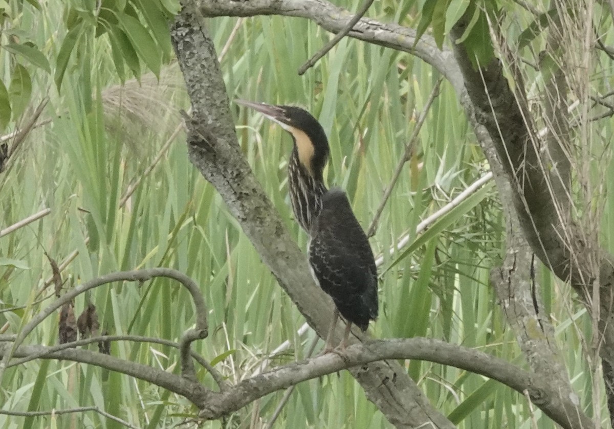 Black Bittern - ML639546124