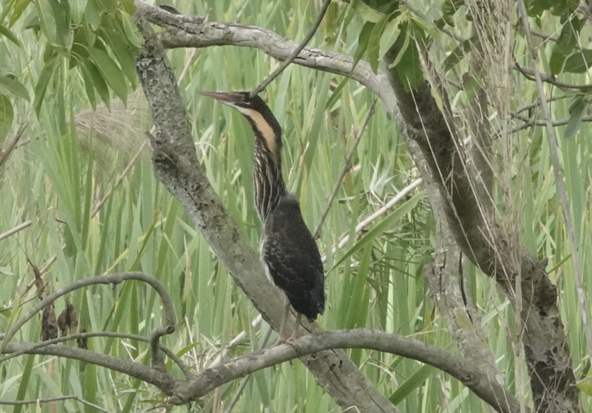 Black Bittern - ML639546125