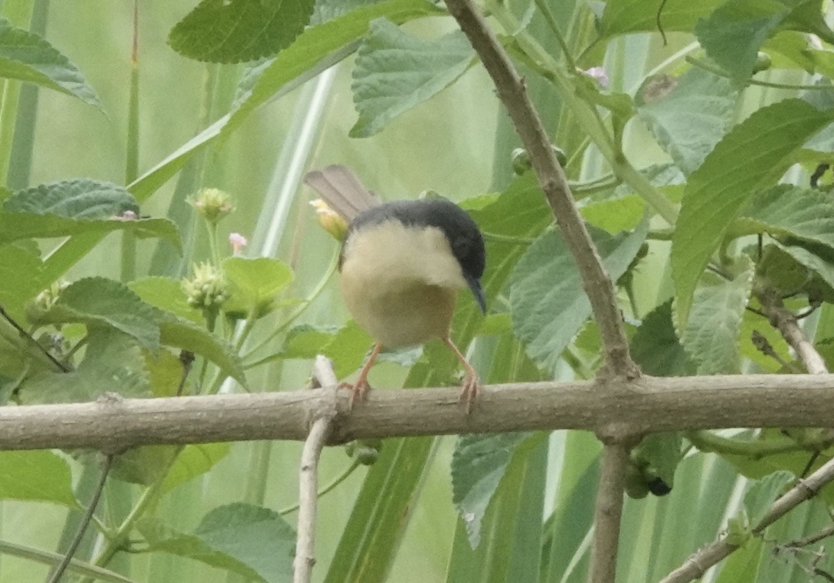 Ashy Prinia - ML639546129