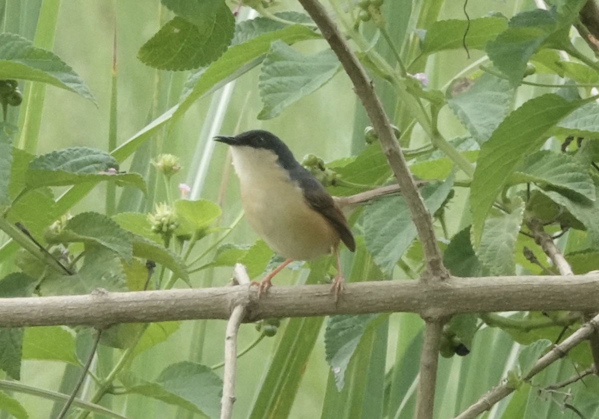 Ashy Prinia - ML639546130