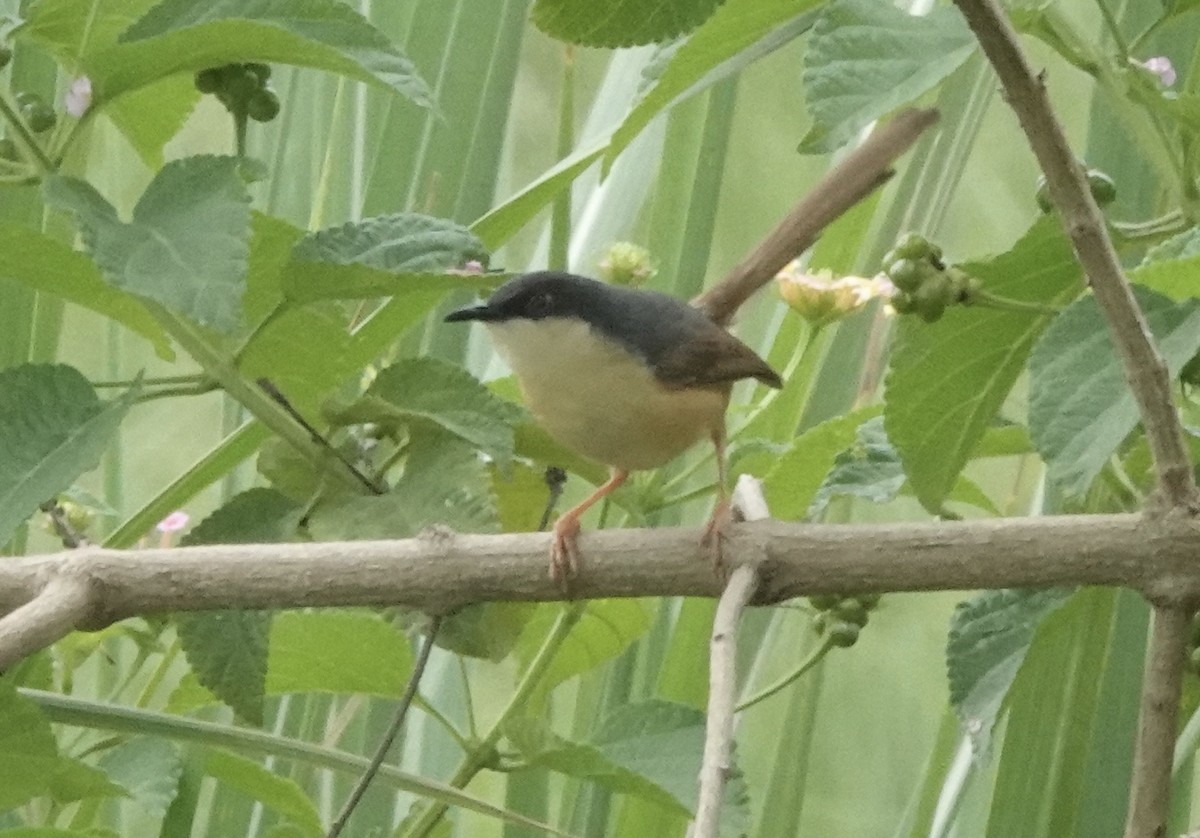 Ashy Prinia - ML639546131