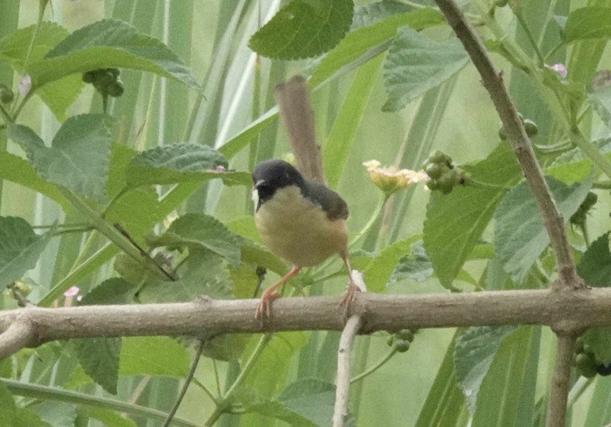Ashy Prinia - ML639546132