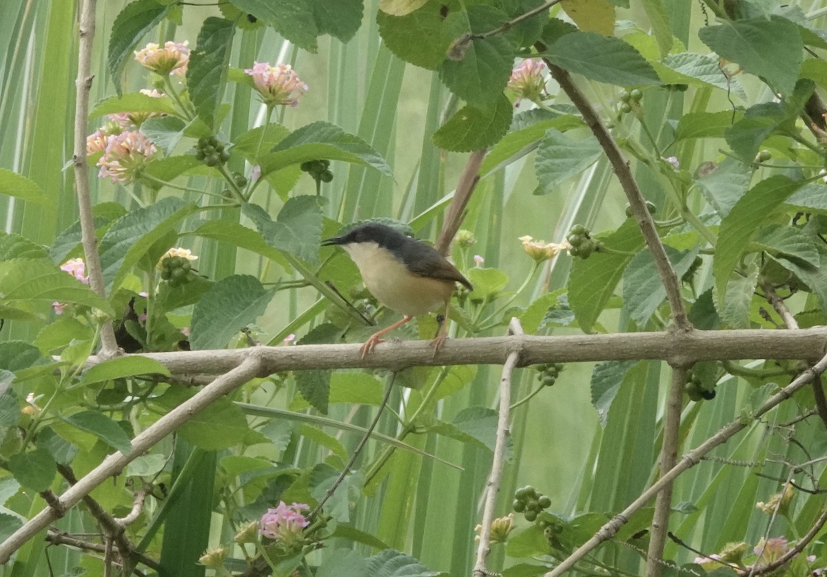 Ashy Prinia - ML639546133