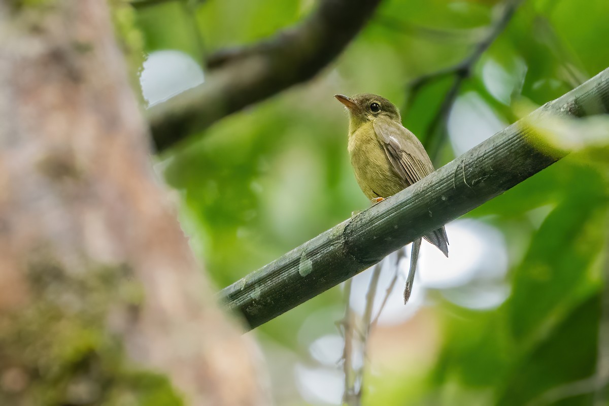 Olive Flyrobin - ML639546136