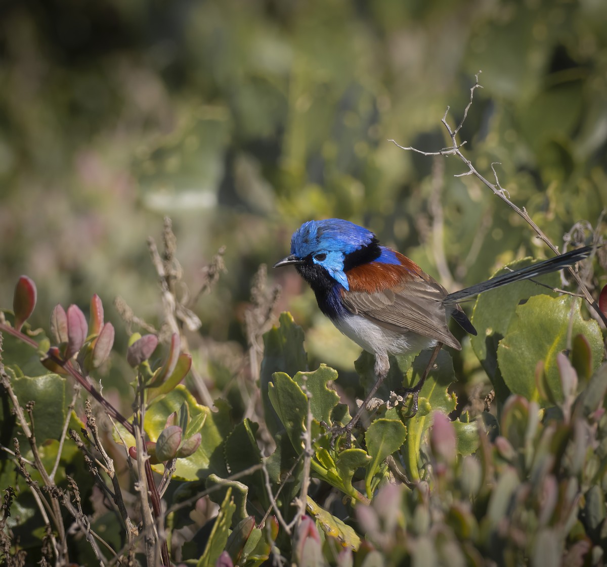 Purple-backed Fairywren - ML639546176