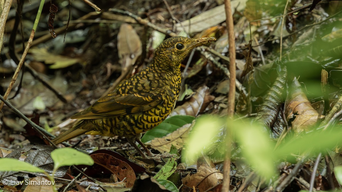 Sri Lanka Thrush - ML639546262