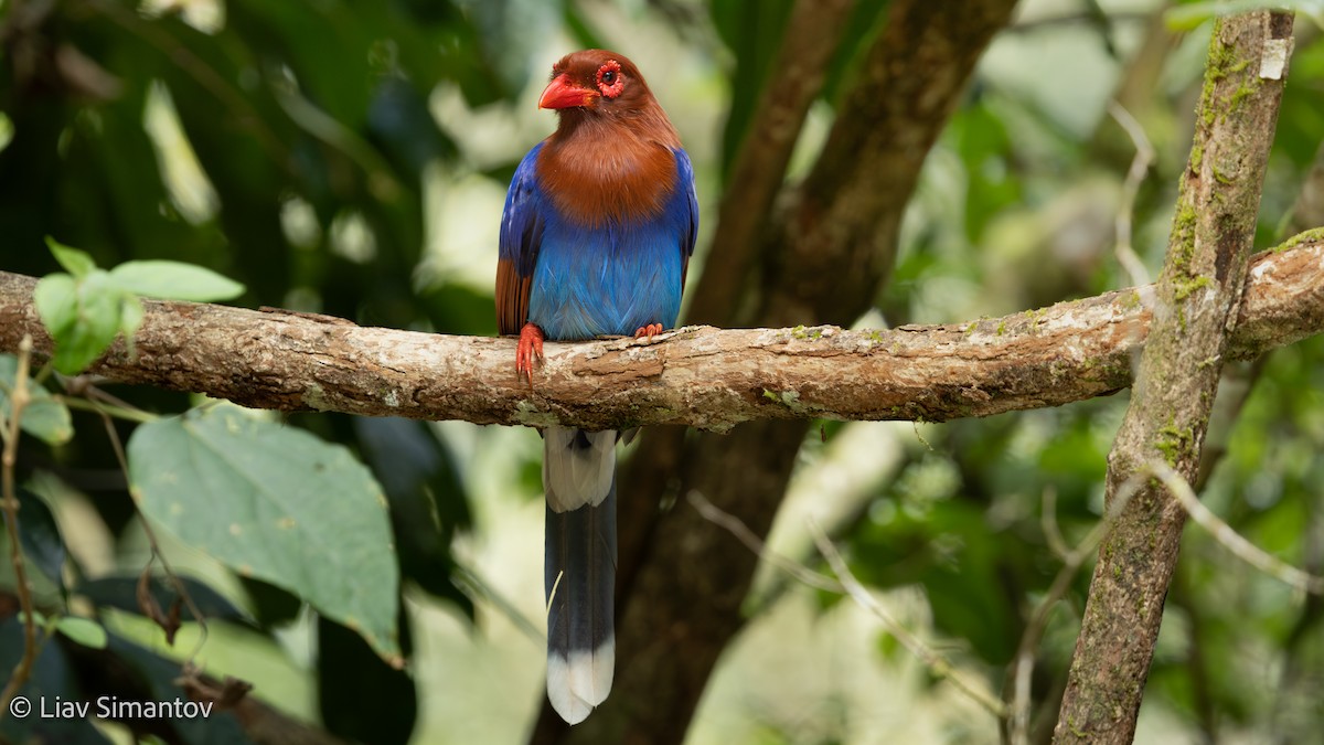 Sri Lanka Blue-Magpie - ML639546270