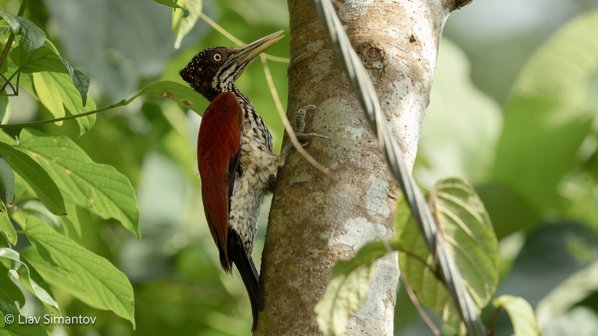 Crimson-backed Flameback - ML639546305