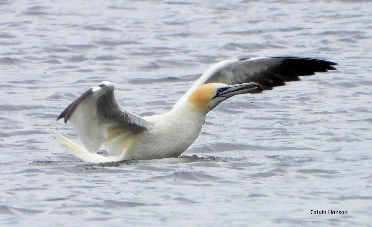 Northern Gannet - ML639546350