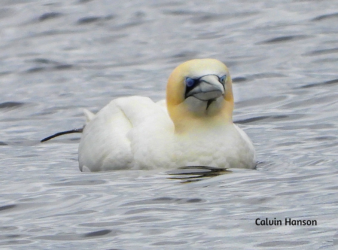 Northern Gannet - ML639546353