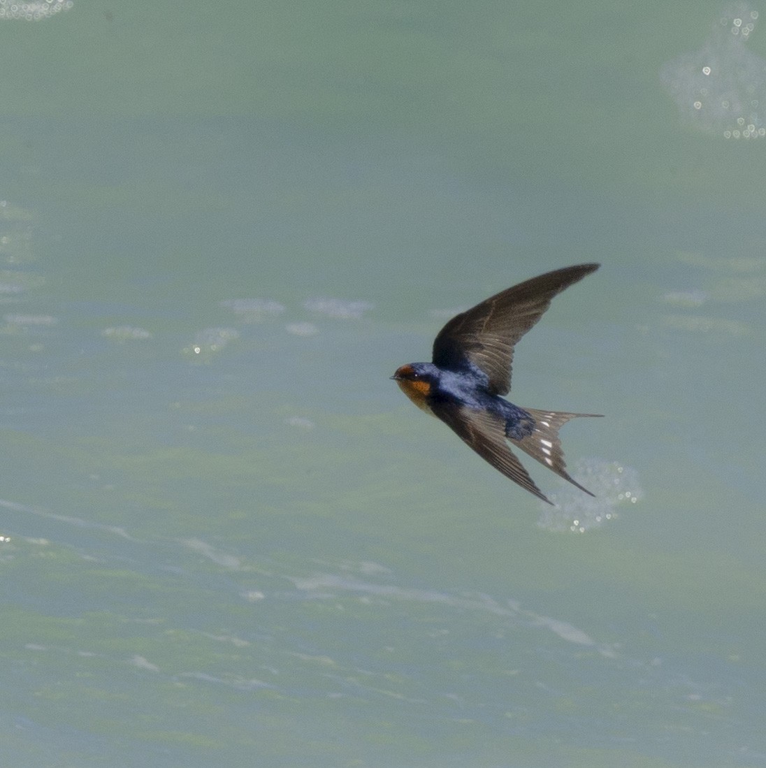 Welcome Swallow - ML639546367