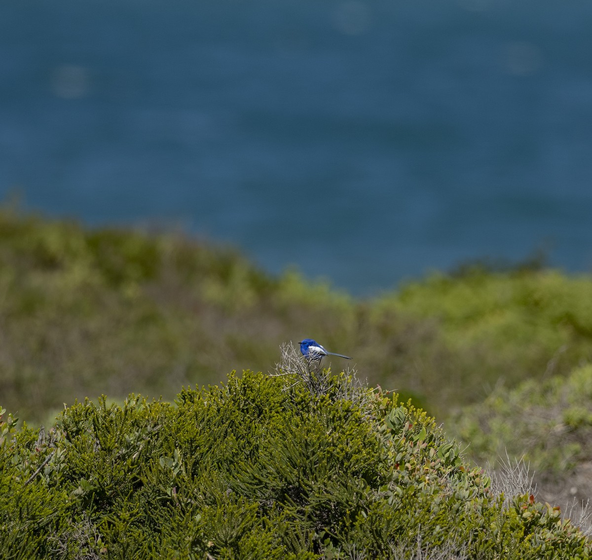 White-winged Fairywren - ML639546378