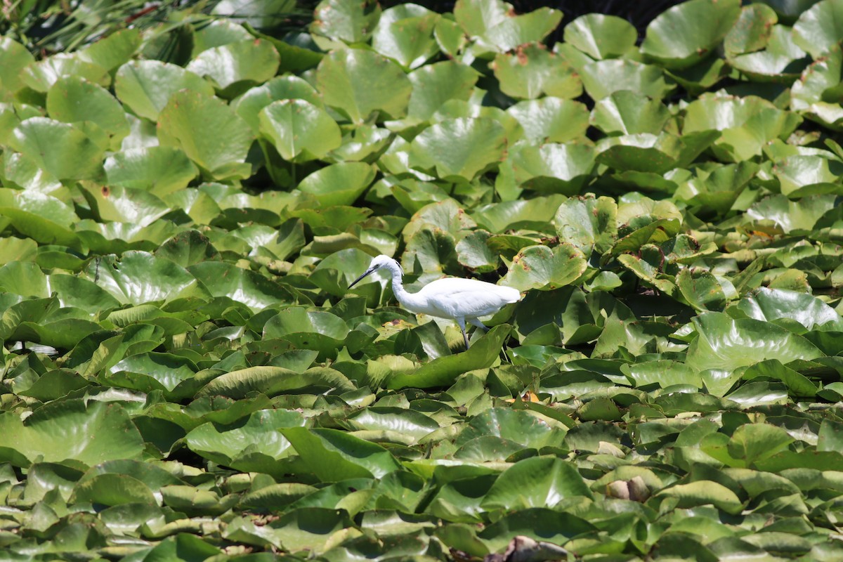 Хурган дэглий - ML639546409