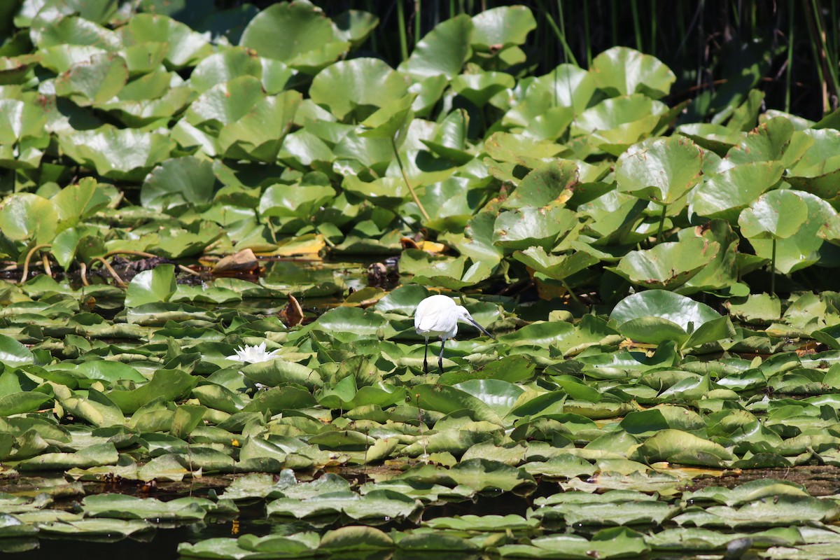 Хурган дэглий - ML639546414