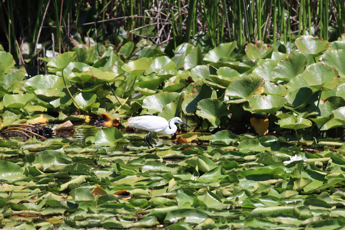 Хурган дэглий - ML639546415