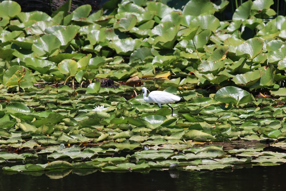 Хурган дэглий - ML639546416