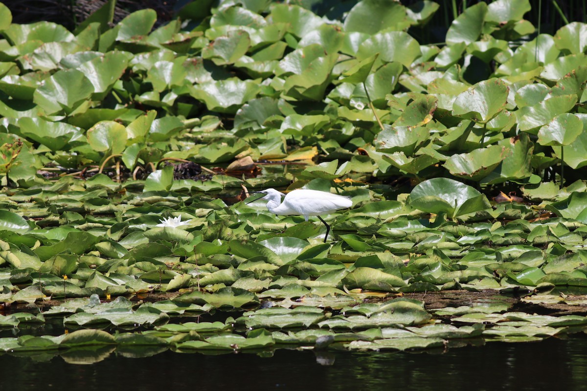 Хурган дэглий - ML639546417