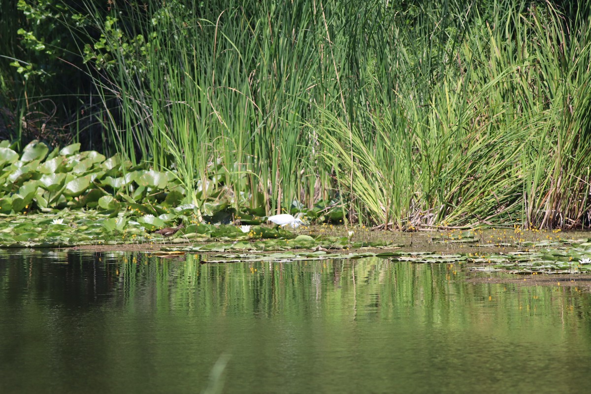 Хурган дэглий - ML639546418