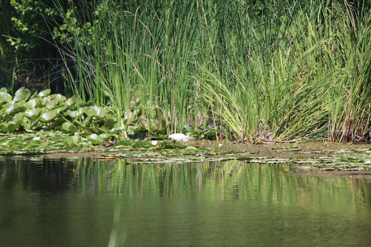 Хурган дэглий - ML639546419