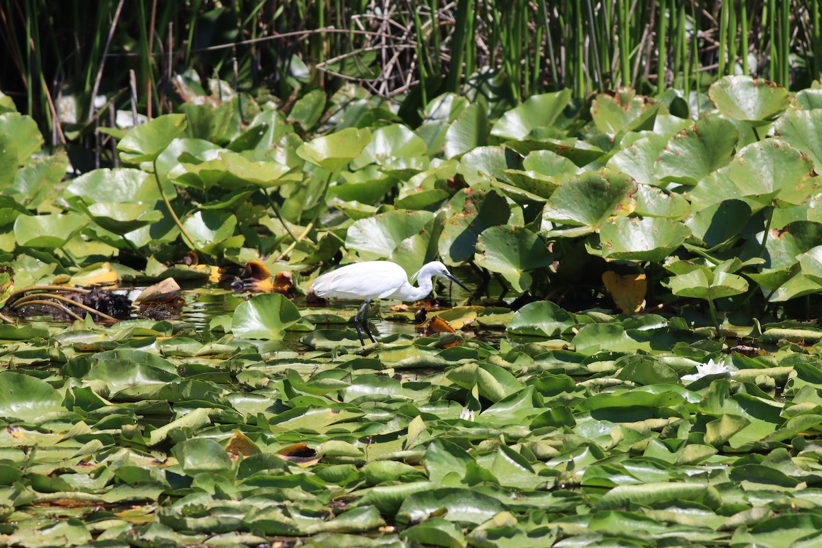 Хурган дэглий - ML639546420