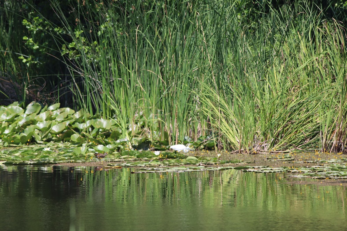 Хурган дэглий - ML639546421