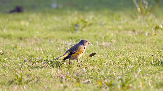 Cape Canary - ML639546485