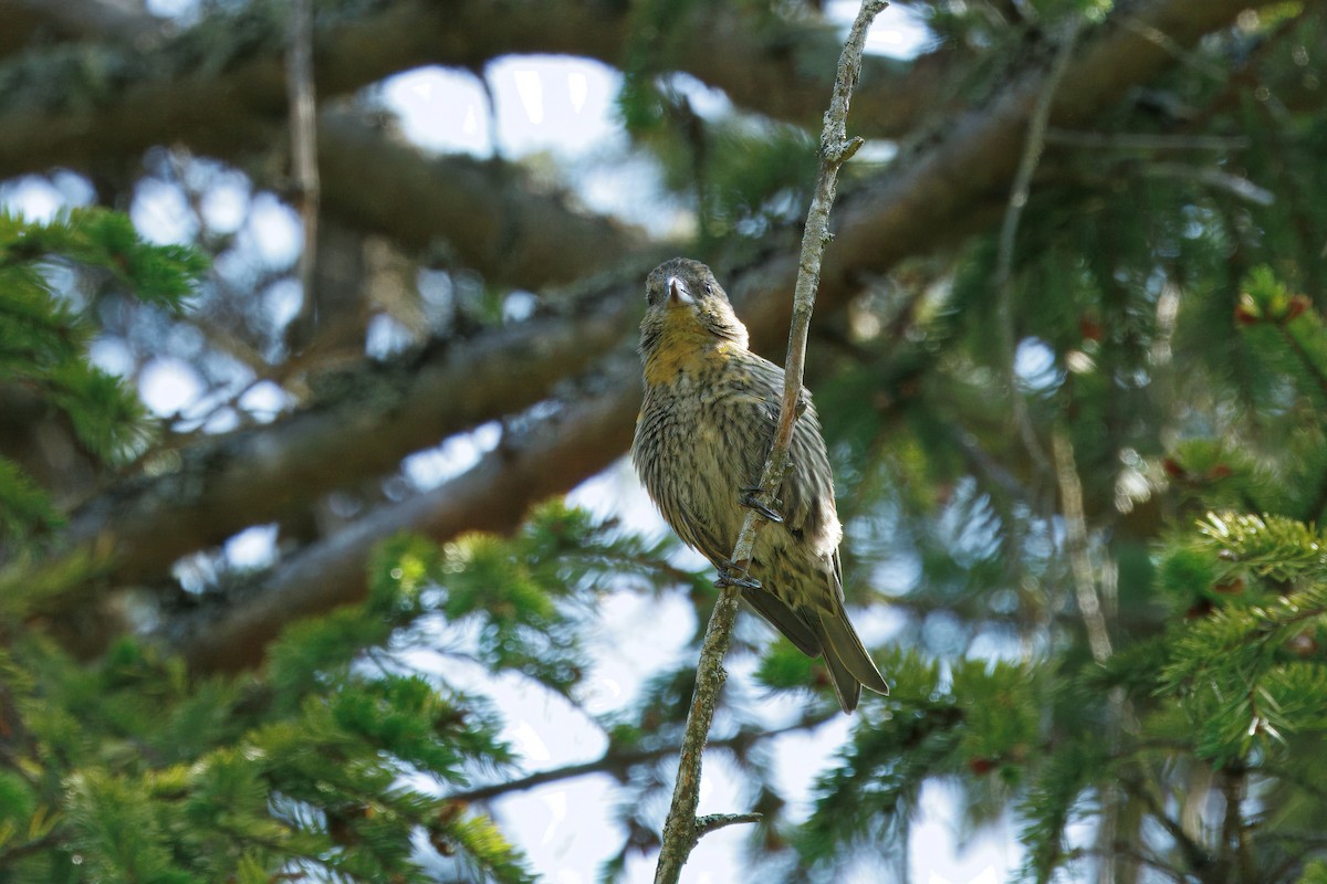 crossbill sp. - ML639546491
