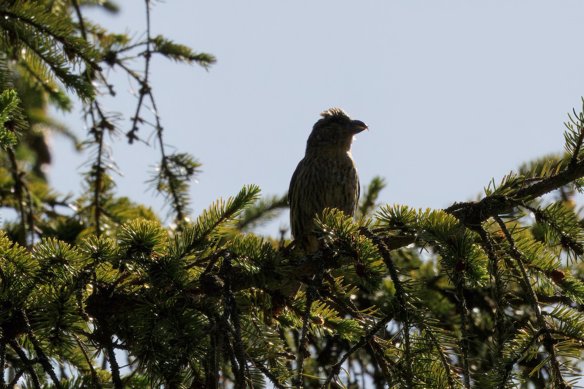 crossbill sp. - ML639546499