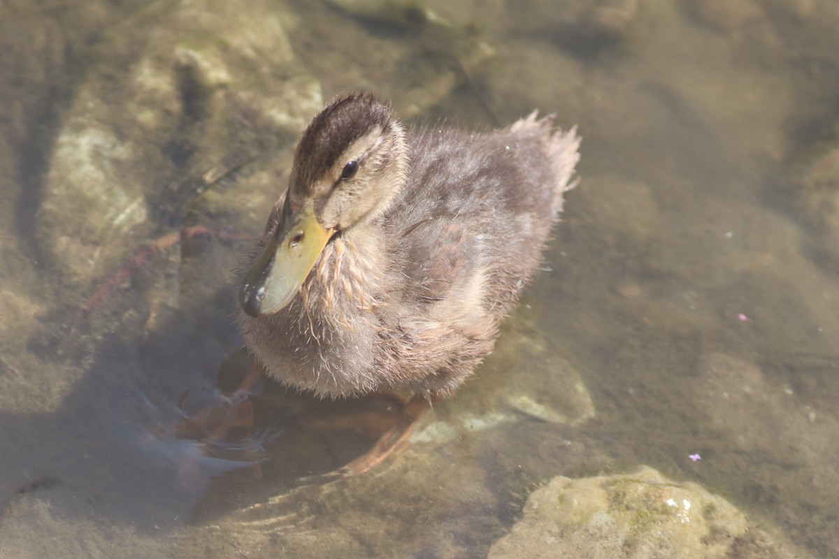 Зэрлэг нугас - ML639546523