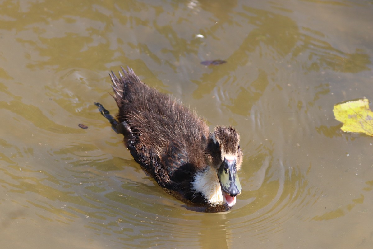 Зэрлэг нугас - ML639546524