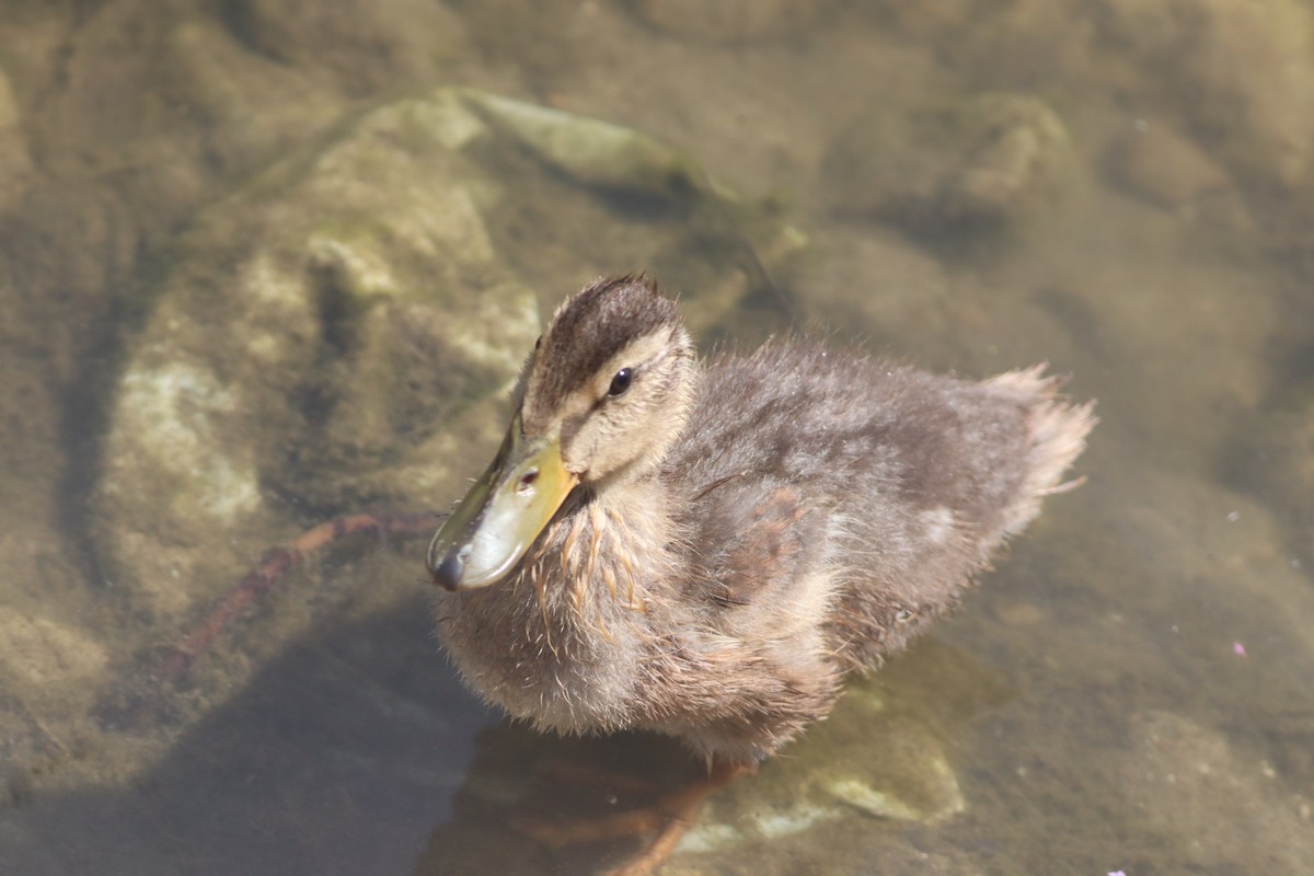 Зэрлэг нугас - ML639546525