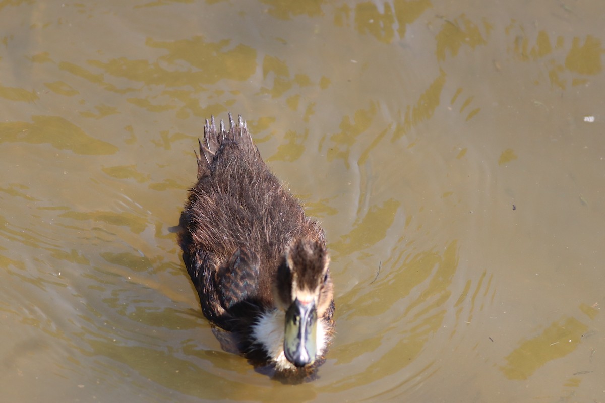 Зэрлэг нугас - ML639546526