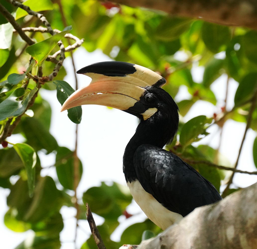 Malabar Pied-Hornbill - ML639546567