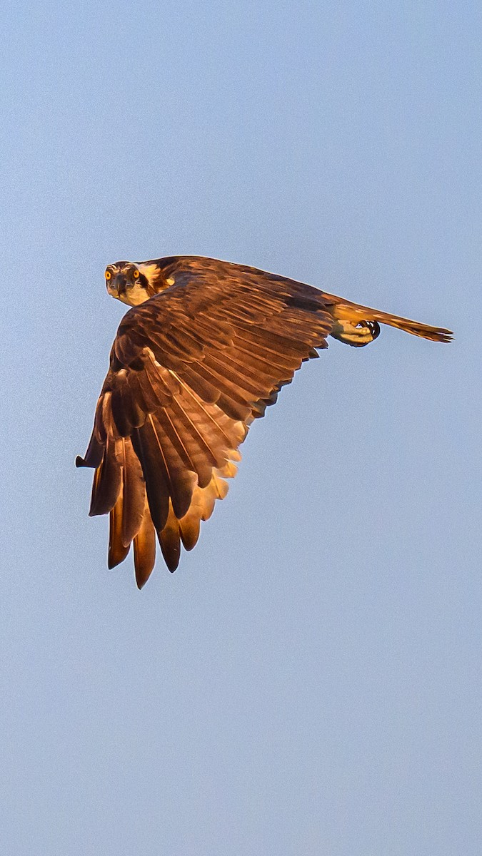 Osprey - ML639546586