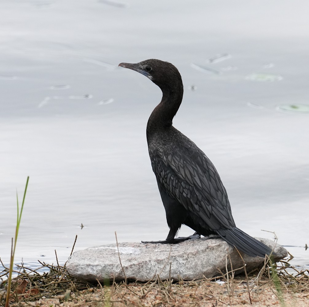 Little Cormorant - ML639546613