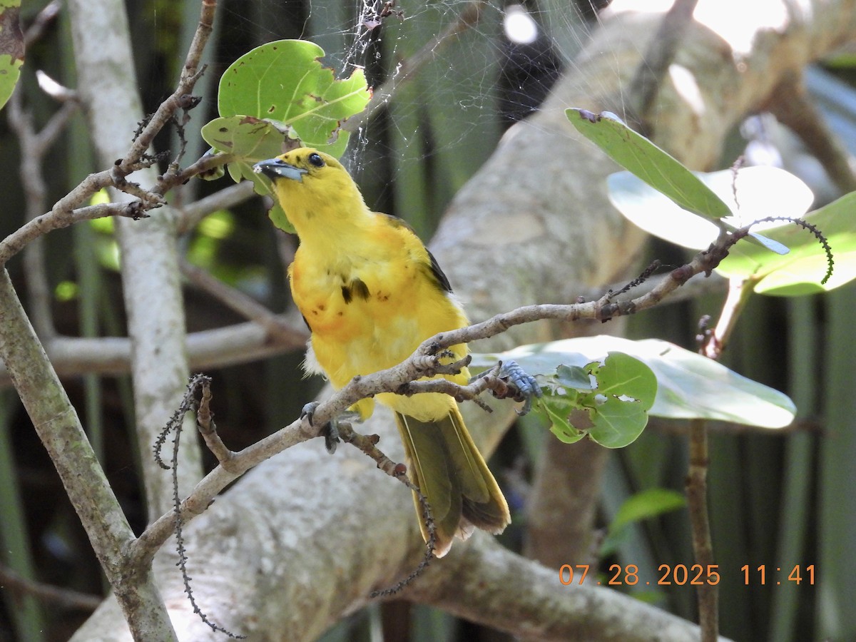 Spot-breasted Oriole - ML639546624