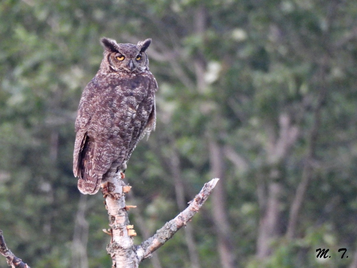 Great Horned Owl - ML639546630