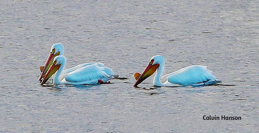 American White Pelican - ML639546669