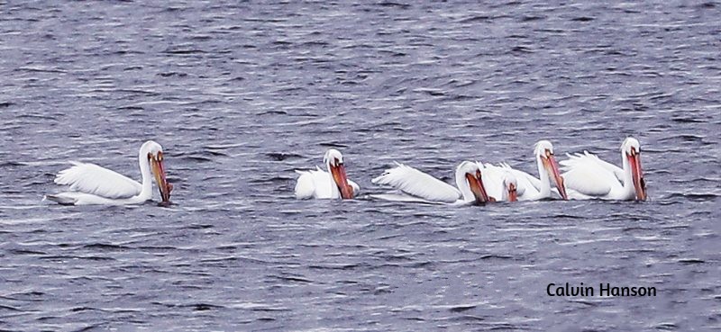 American White Pelican - ML639546674