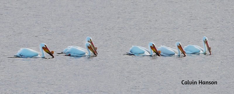 American White Pelican - ML639546676