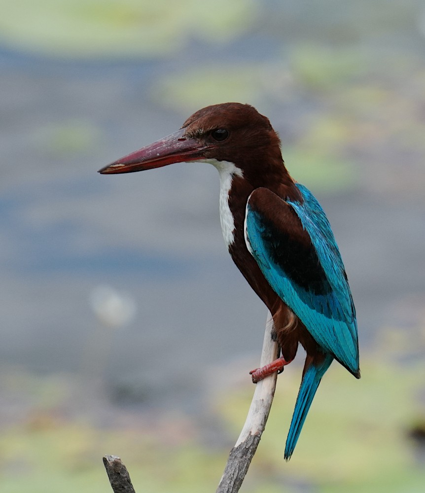 White-throated Kingfisher - ML639546677