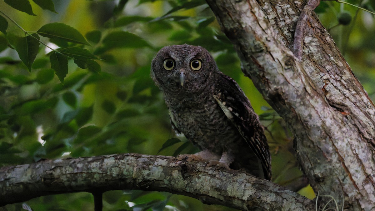 Eastern Screech-Owl - ML639546716