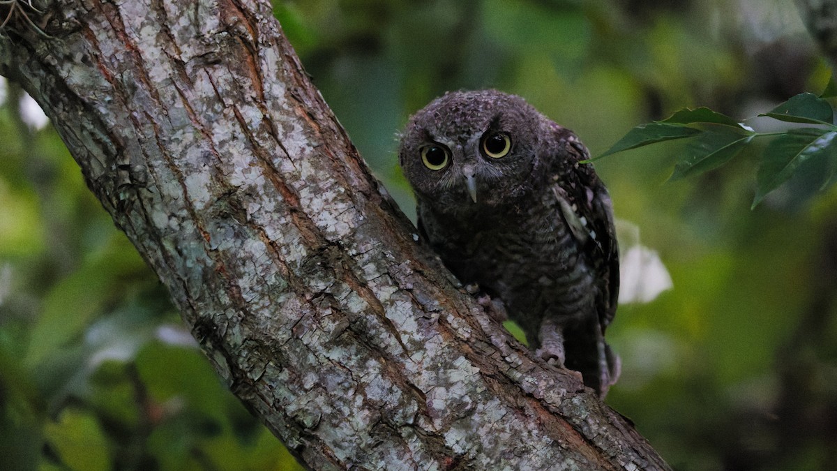 Eastern Screech-Owl - ML639546729