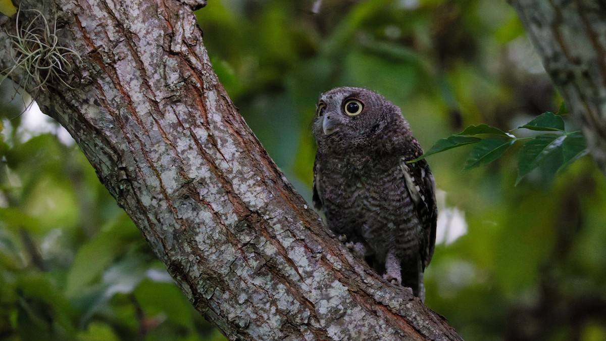 Eastern Screech-Owl - ML639546740