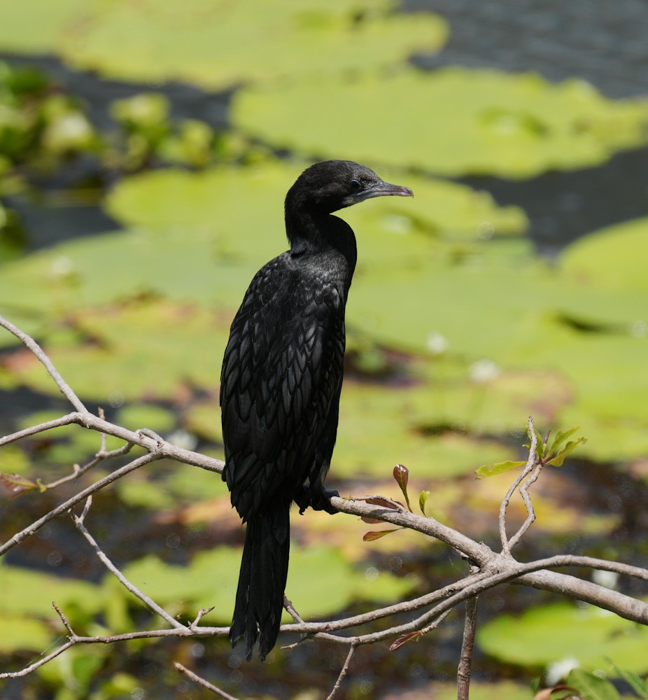Little Cormorant - ML639546760