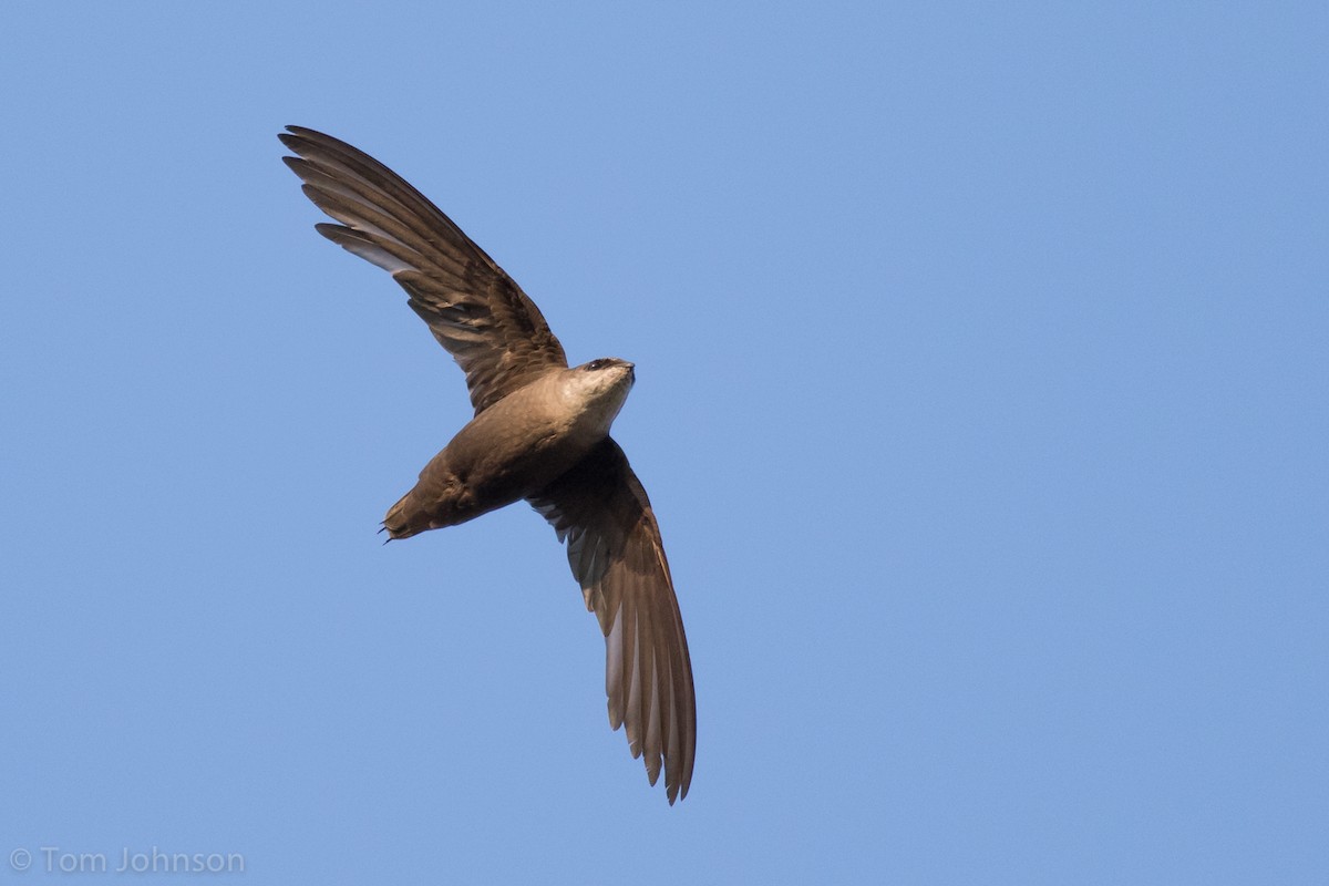 Chimney Swift - ML63954681