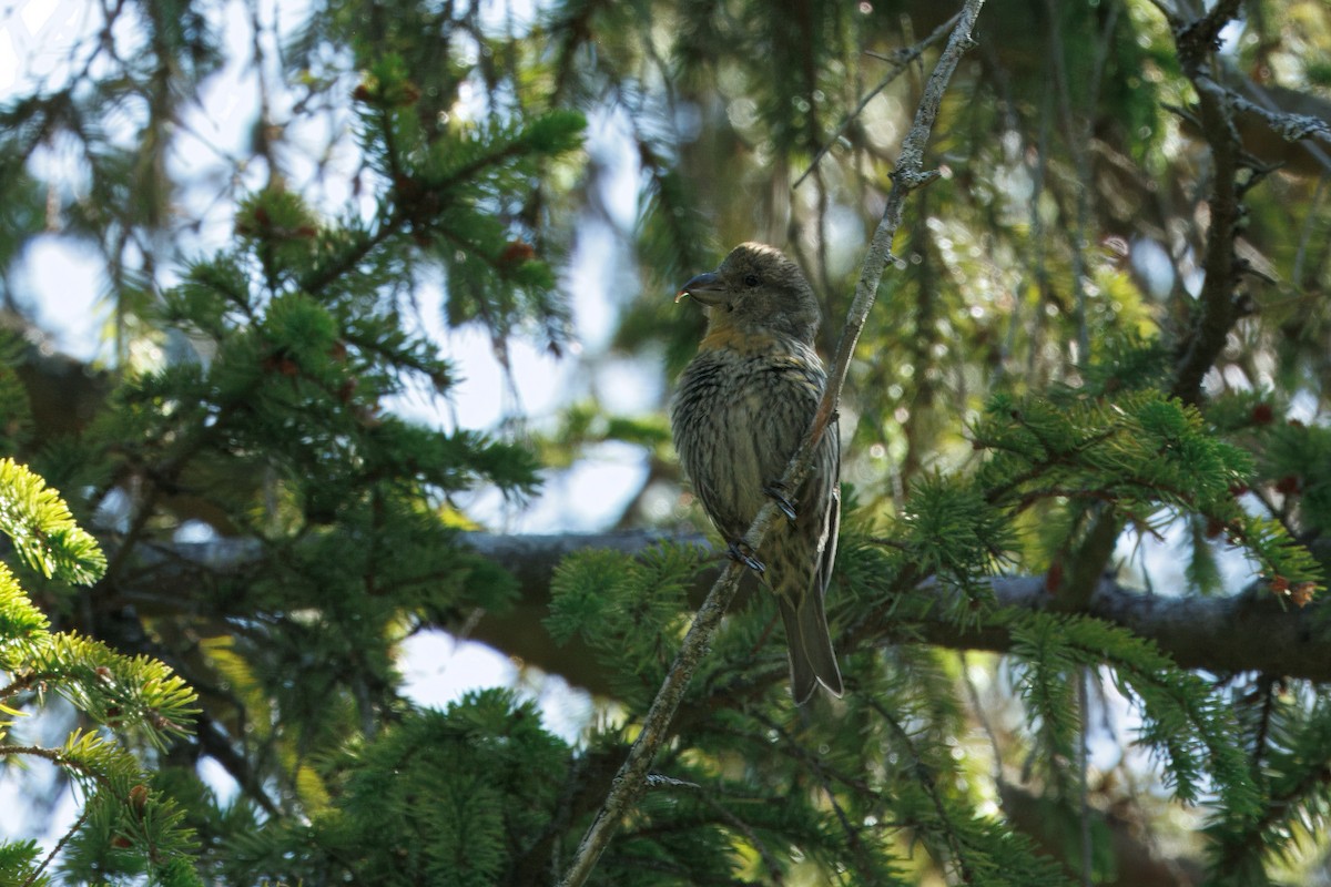 crossbill sp. - ML639546848