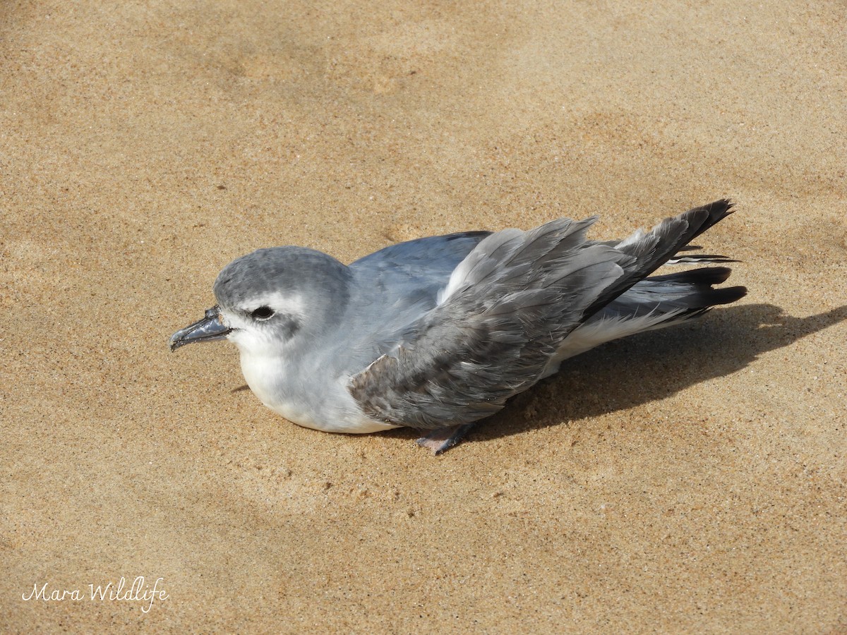 Antarctic Prion - ML639546872
