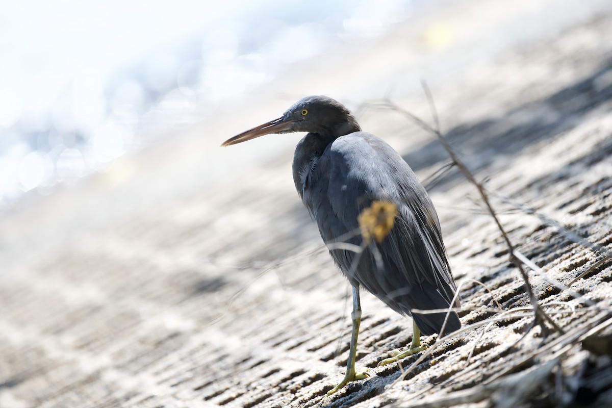 Pacific Reef-Heron - ML639546886