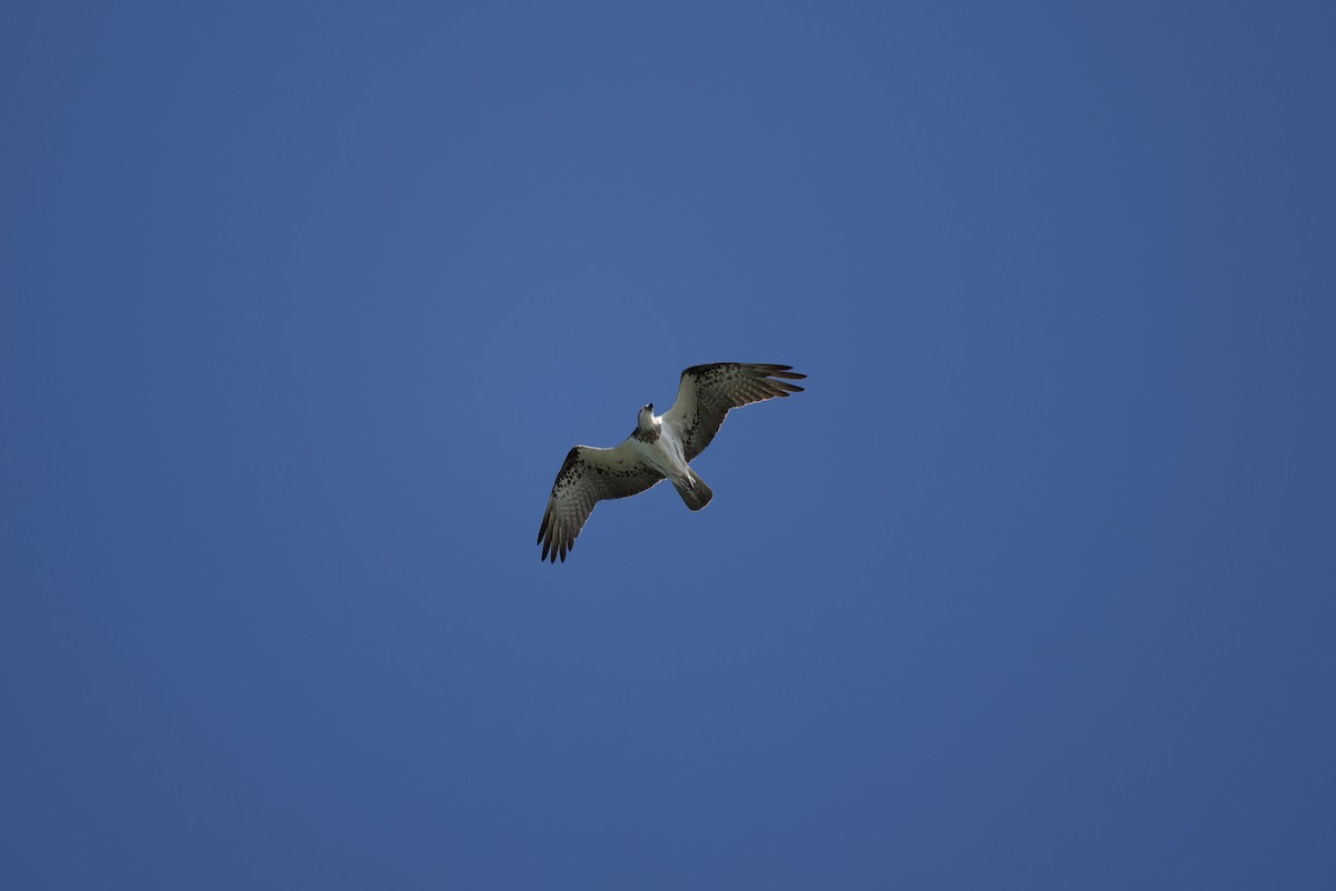 Osprey - ML639546958